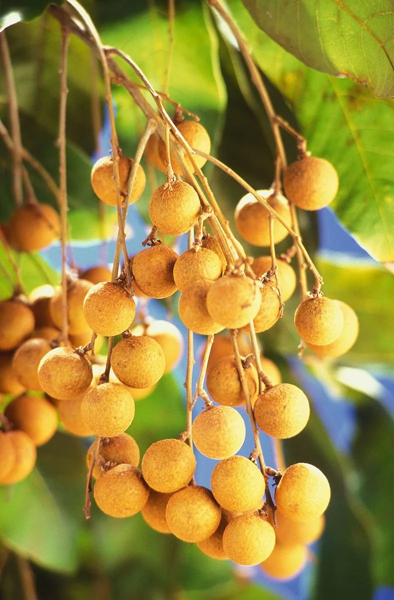 Nhãn - Bệnh viện SANTE Bình Thạnh, TP.HCM